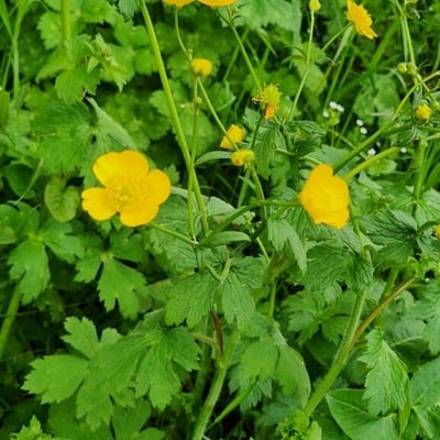Ranunculus lanuginosus — flower