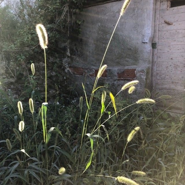 Setaria pumila — flower