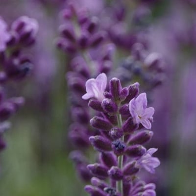 Lavandula angustifolia — flower