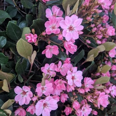 Rhaphiolepis indica — flower
