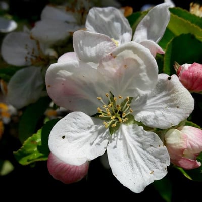 Malus domestica — flower