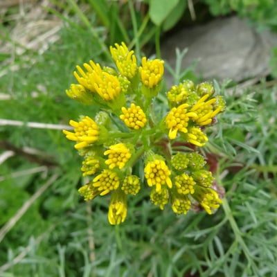 Jacobaea adonidifolia — flower