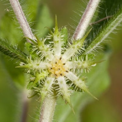 Acanthospermum hispidum — flower