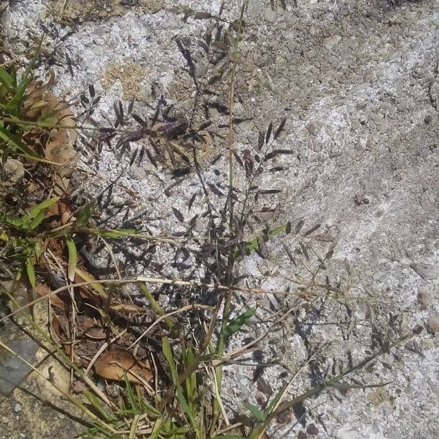 Eragrostis minor — flower