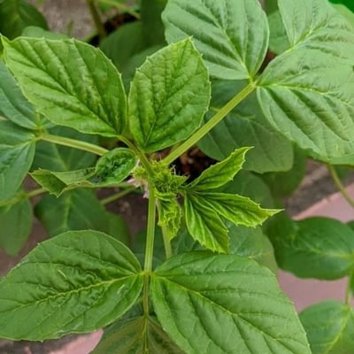 Cyamopsis tetragonoloba — leaf