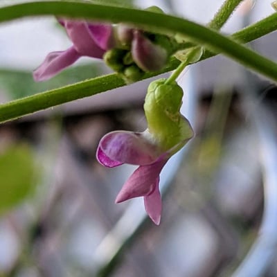 Phaseolus lunatus — flower