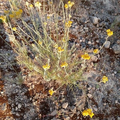 Chrysocephalum semipapposum — flower
