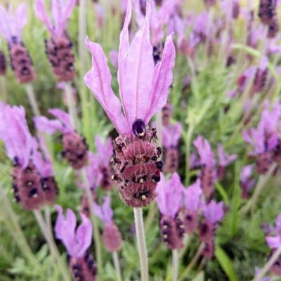 Lavandula stoechas — flower