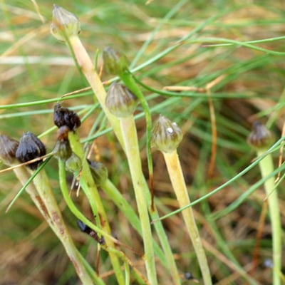 Arnoseris minima — flower