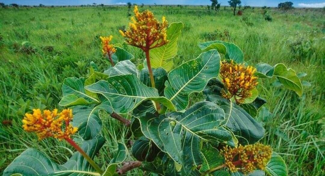 Palicourea rigida
