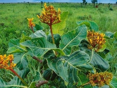 Palicourea rigida