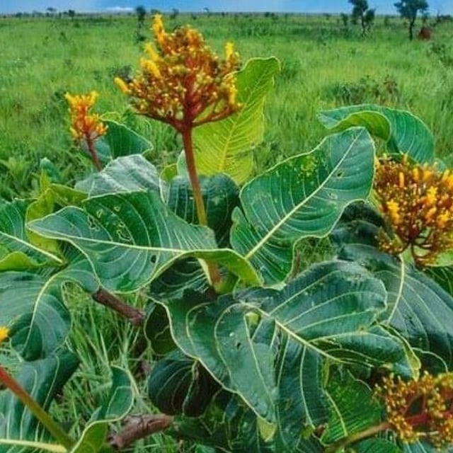 Palicourea rigida — flower