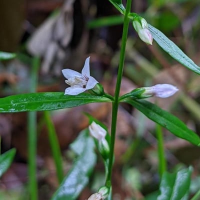 Oldenlandia corymbosa — flower