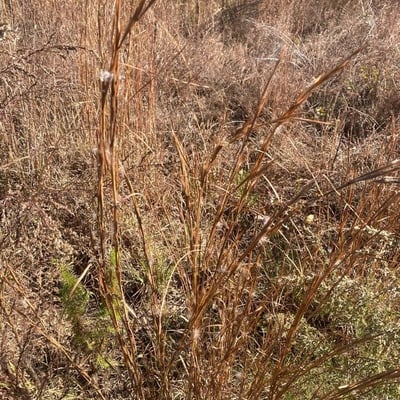 Schizachyrium scoparium — leaf