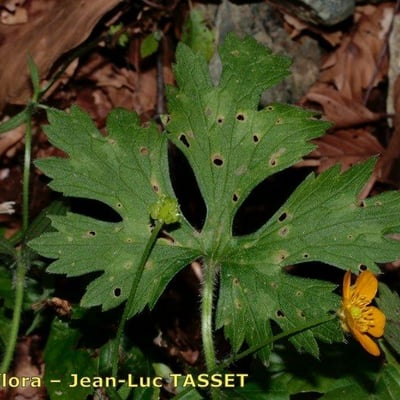 Ranunculus serpens — leaf