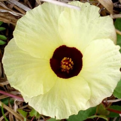Hibiscus surattensis — flower