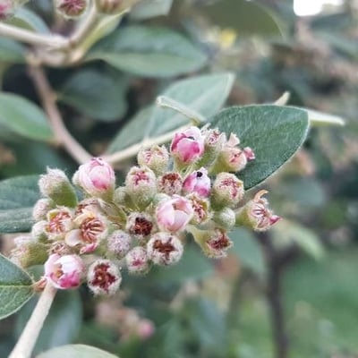 Cotoneaster franchetii — flower