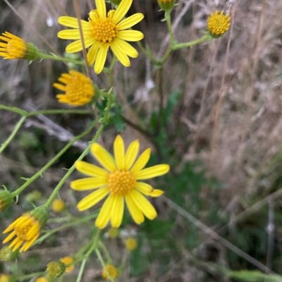 Jacobaea erratica — flower