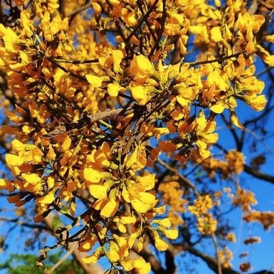 Pterocarpus erinaceus — flower