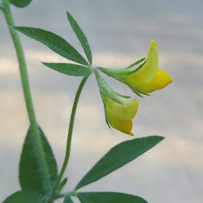 Lotus angustissimus — flower