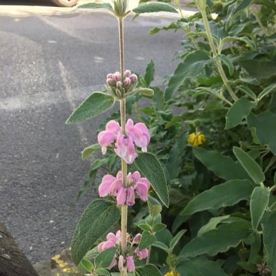 Phlomis purpurea — flower