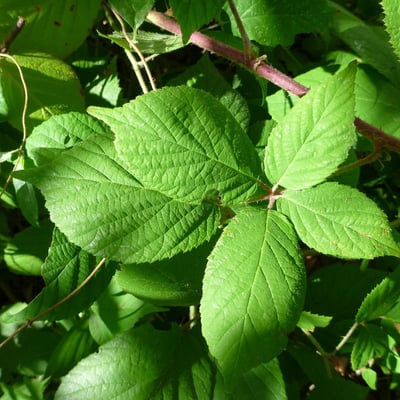 Rubus tereticaulis — leaf