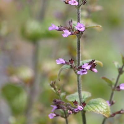 Clinopodium menthifolium — flower