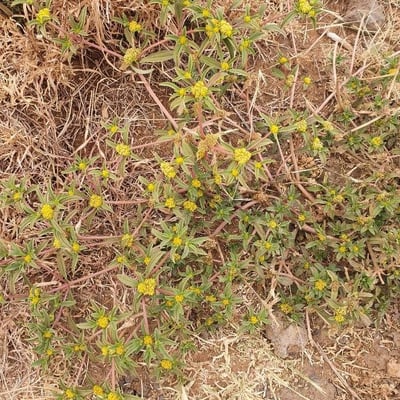 Flaveria trinervia — flower