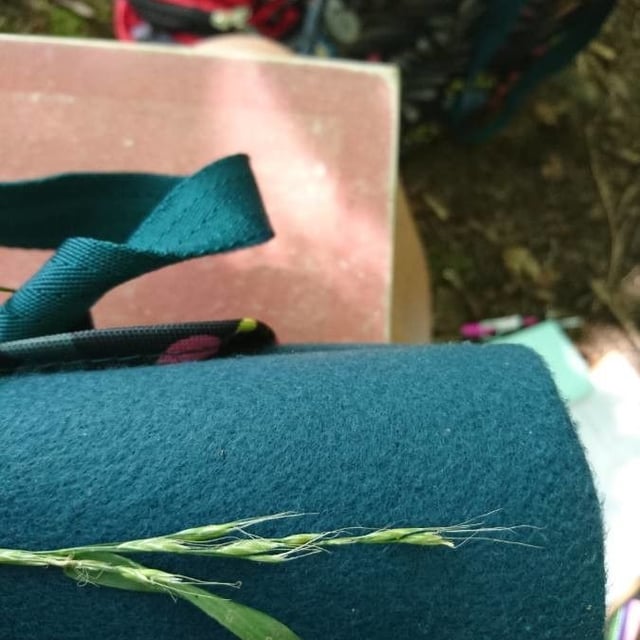 Vulpia myuros — flower