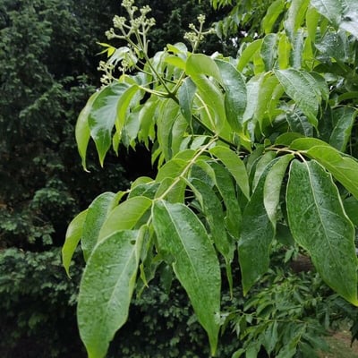 Phellodendron amurense — flower