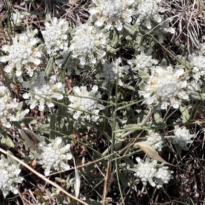 Teucrium polium — flower