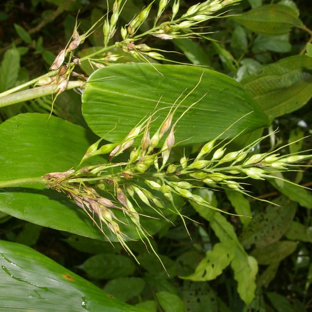 Olyra latifolia — flower