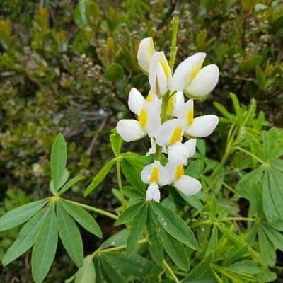 Lupinus arboreus — flower