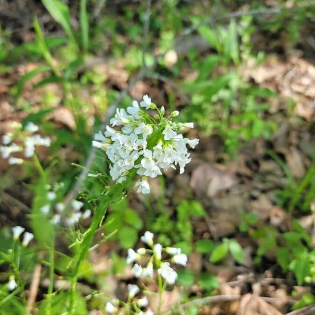 Cardamine bulbosa — flower