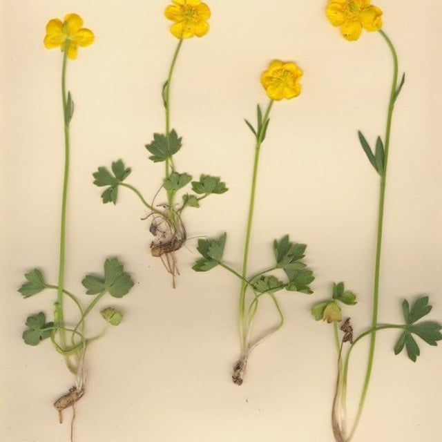 Ranunculus sartorianus — habit