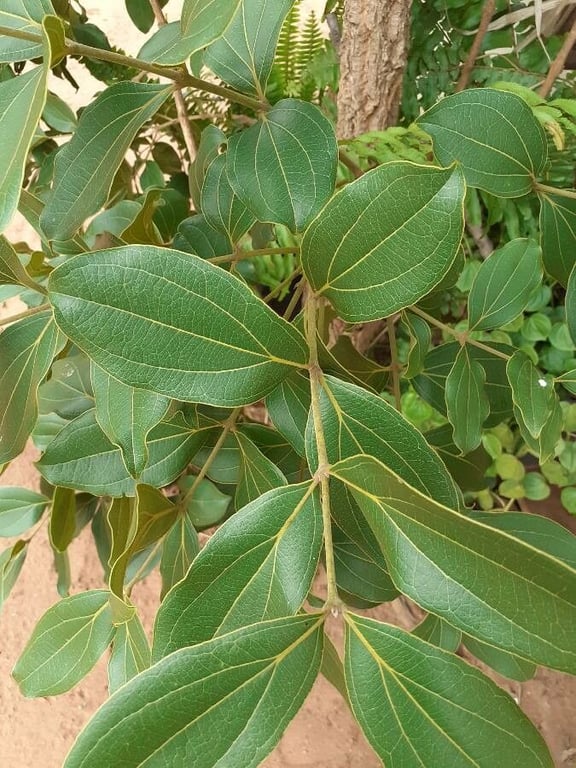 Ledgerbark