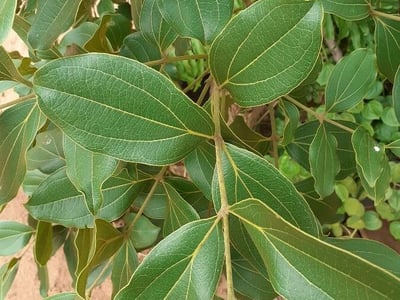 Ledgerbark