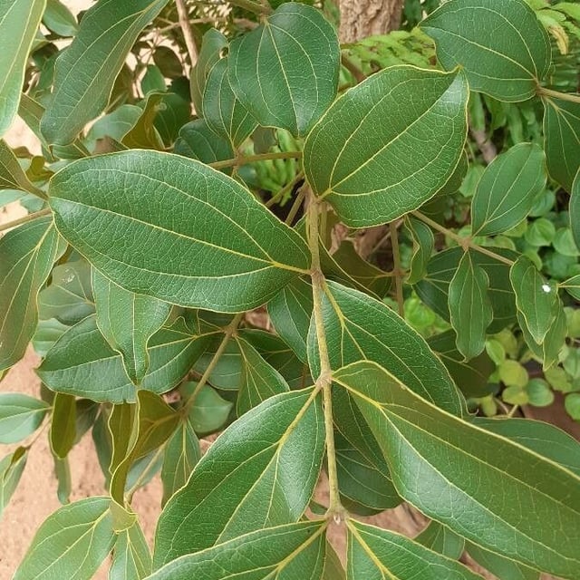 Ledgerbark