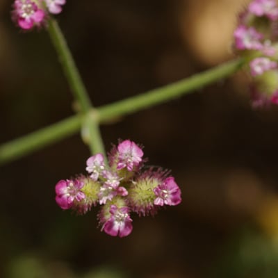 Turgenia latifolia — flower