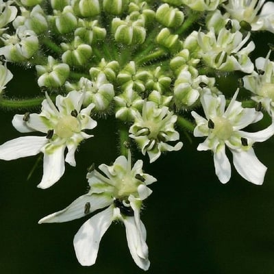 Heracleum mantegazzianum — flower