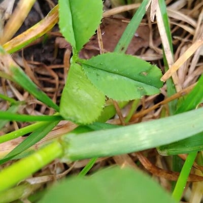 Trifolium resupinatum — leaf