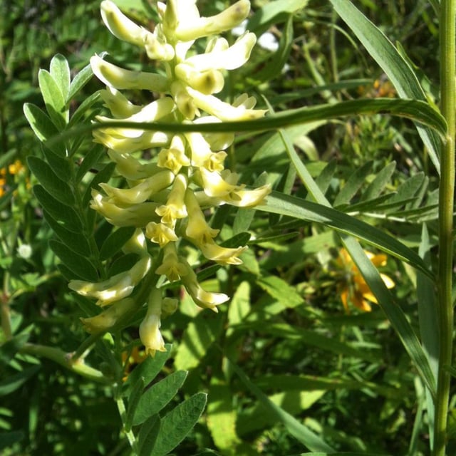 Astragalus canadensis — flower