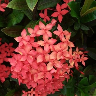 Ixora coccinea — flower