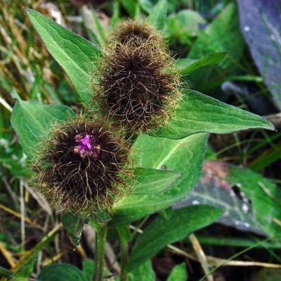 Centaurea phrygia — flower
