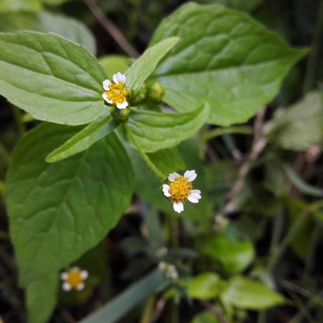 Galinsoga parviflora — flower