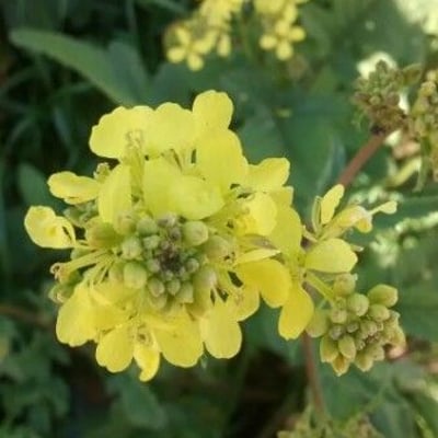 Sinapis arvensis — flower