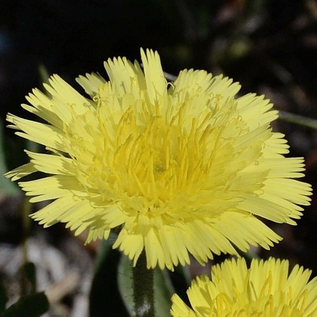 Pilosella peleteriana — flower