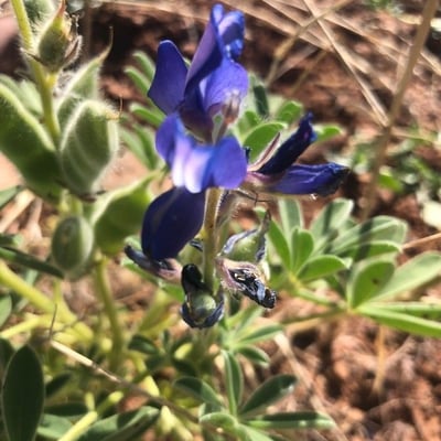 Lupinus texensis — flower