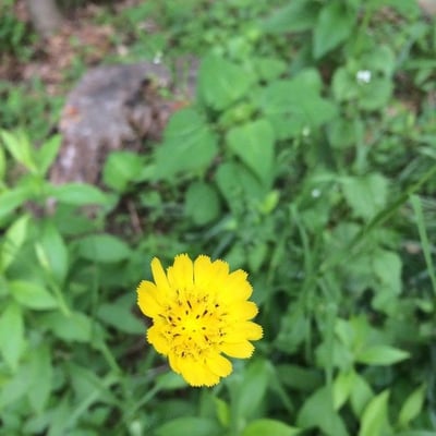 Crepis pulchra — flower