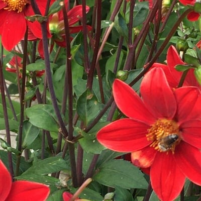 Dahlia coccinea — flower